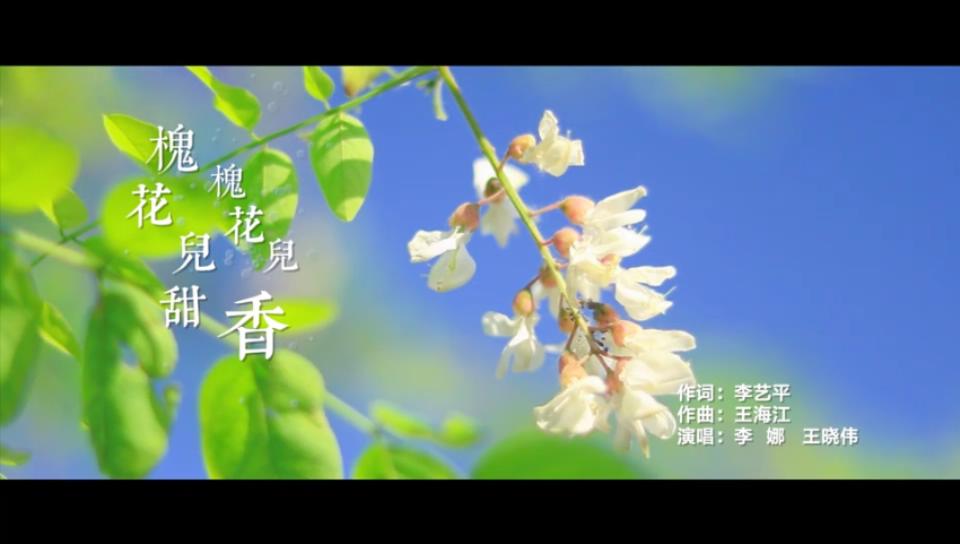 槐花兒甜 槐花兒香